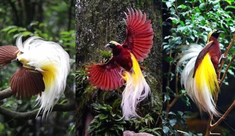 Chim Cảnh đẹp, dễ nuôi - Thông tin về các loài chim kiểng